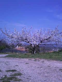 Le printemps